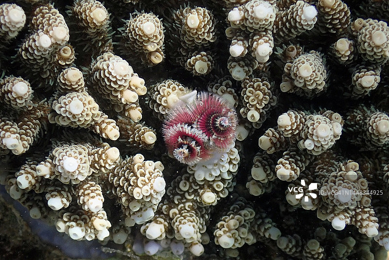 圣诞树蠕虫或螺旋鳃管虫图片素材