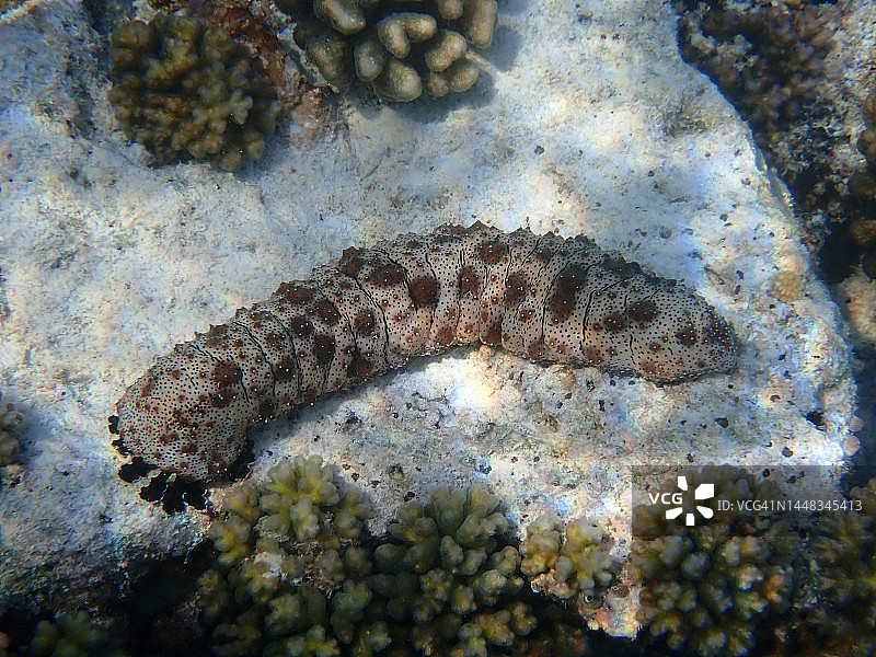 兰纳利岛海底海参图片素材