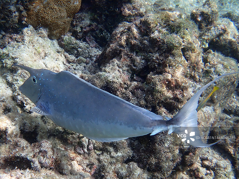 蓝背鼻鱼图片素材