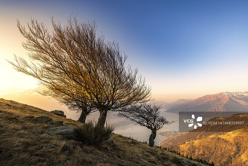 日出时科莫湖畔的舞动之树图片素材