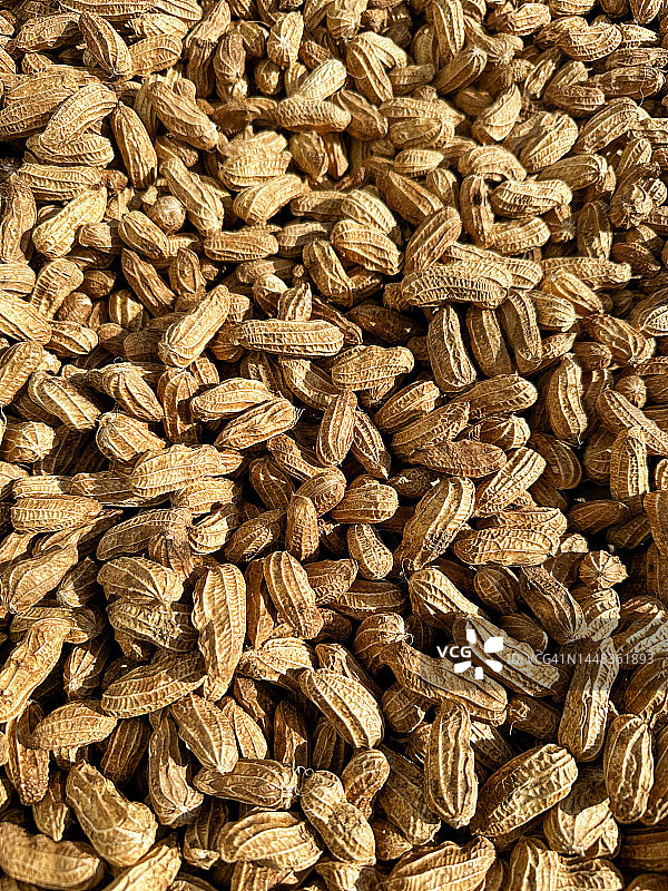 带壳新鲜收获的花生特写图片素材