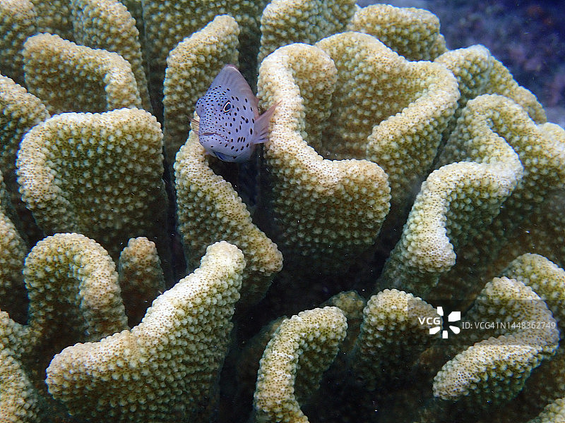 佛氏鹰斑鲷藏在疣状珊瑚中图片素材