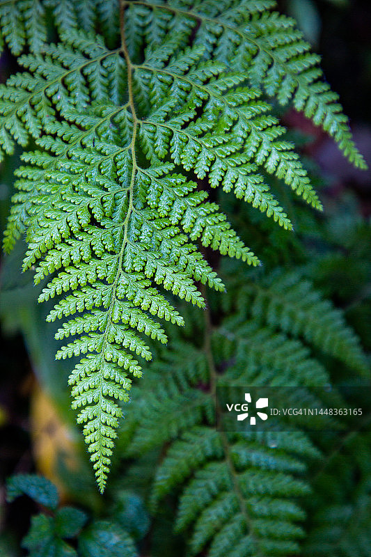 丛林中鲜绿色剑蕨的特写图片素材