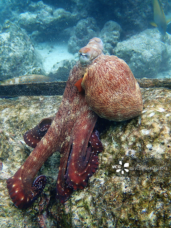 马尔代夫珊瑚礁上的普通章鱼图片素材