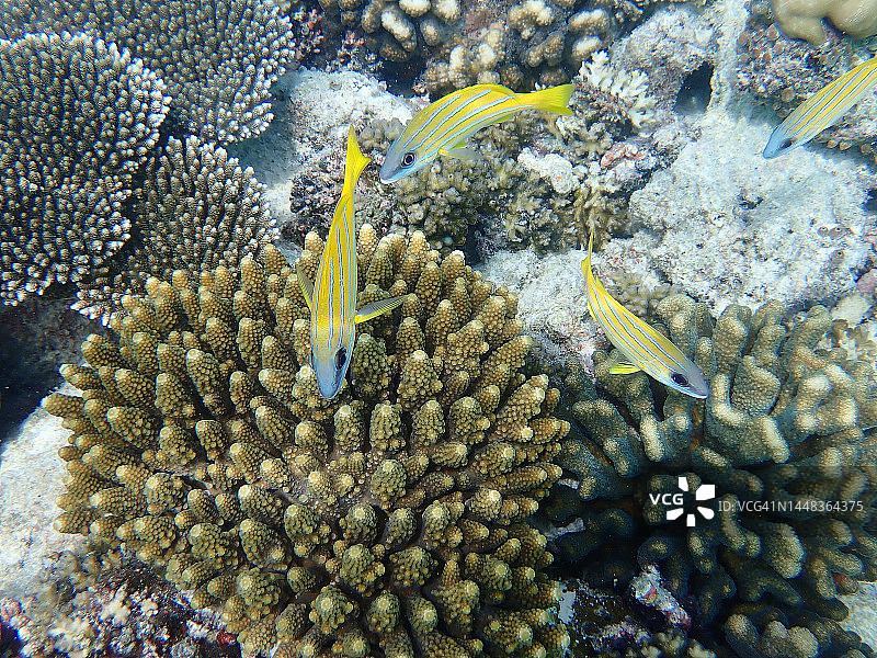 幼年蓝条 snapper 鱼群图片素材