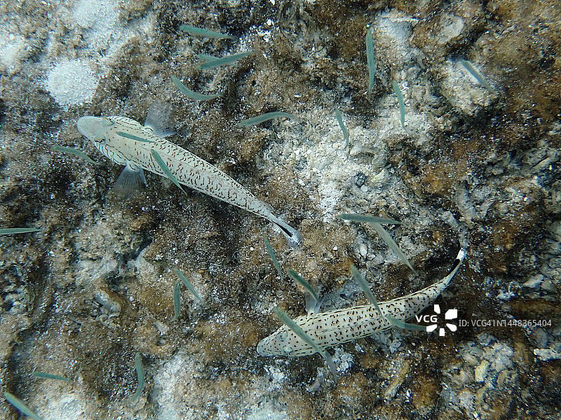 Rannalhi岛海床上的两条虾虎鱼图片素材