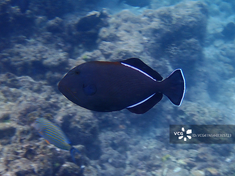 黑鳞鲀图片素材