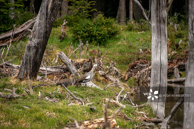 火地群岛上的麦哲伦雁，阿根廷巴塔哥尼亚图片素材
