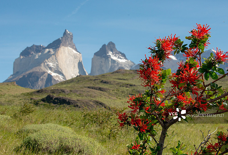 智利巴塔哥尼亚托雷德尔潘恩国家公园的壮丽景色，前景是智利火灌木花图片素材