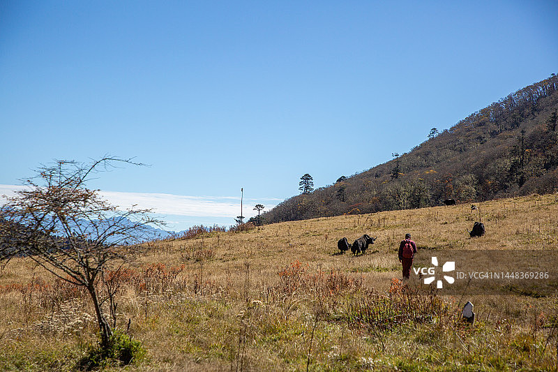 男子在金色田野中与牦牛一同徒步图片素材