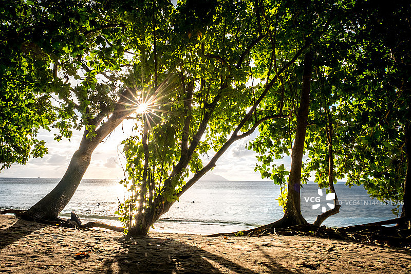 塞舌尔马埃岛，透过树枝树叶看到的Tropical海滩，博瓦隆海滩图片素材