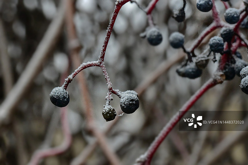 冷冻蓝莓和蜘蛛网图片素材