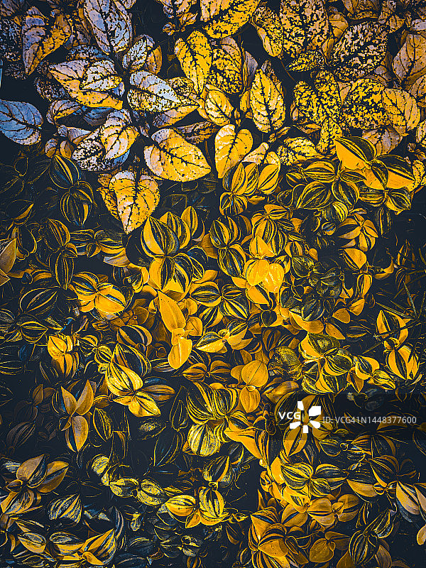 田野里生长的植物高角度视图图片素材