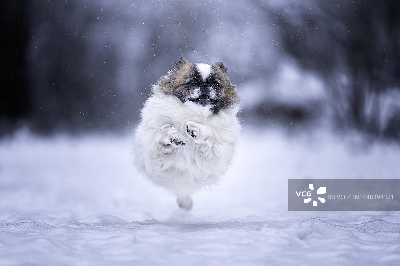 雪地里的京巴犬肖像图片素材
