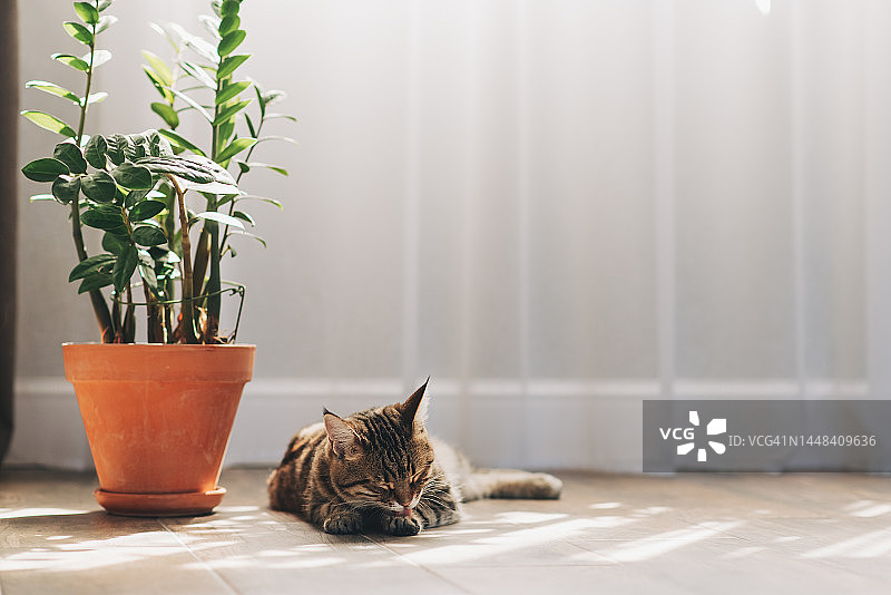 可爱的虎斑猫在室内柳条蒲团上图片素材