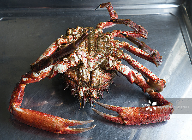 蜘蛛蟹图片素材