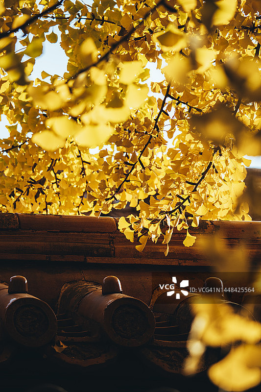 秋日故宫图片素材