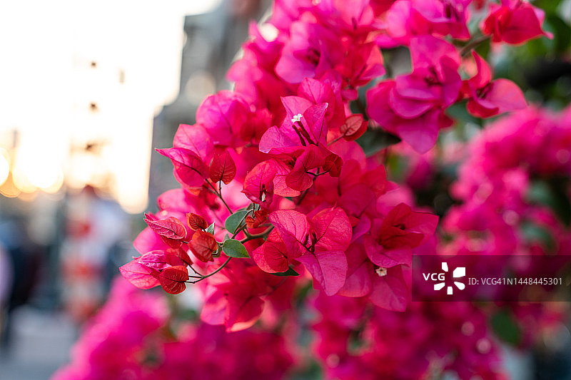 小镇里的粉色纸花图片素材