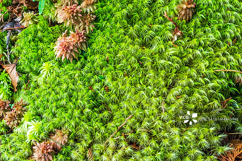 树干上发现的彩色泥炭藓图片素材