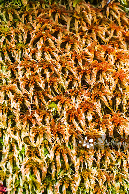 在山崖上发现的彩色泥炭藓图片素材