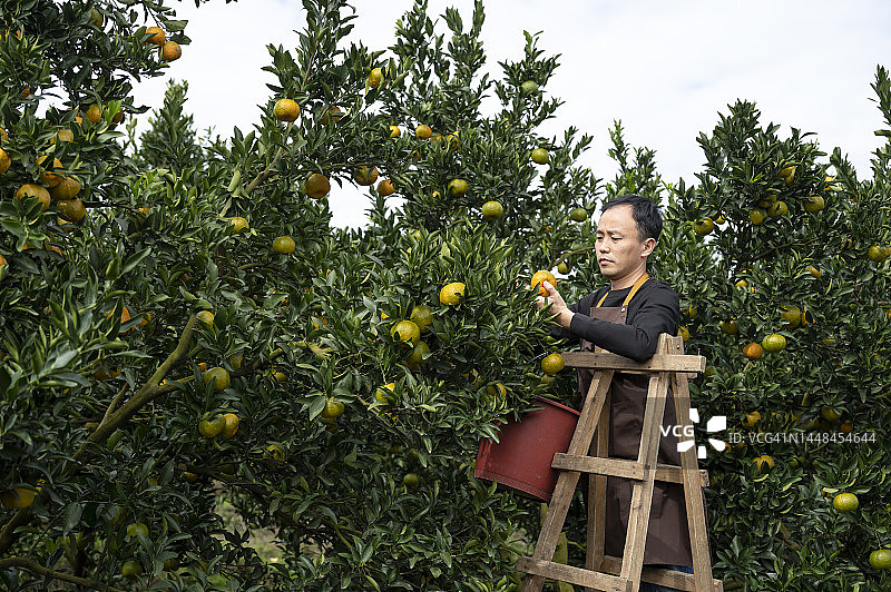 农民采摘成熟的橙子图片素材