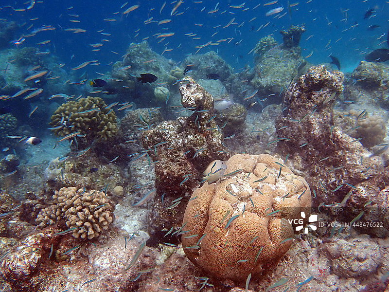 马尔代夫兰纳利岛礁湖中的滨珊瑚和幼鱼图片素材