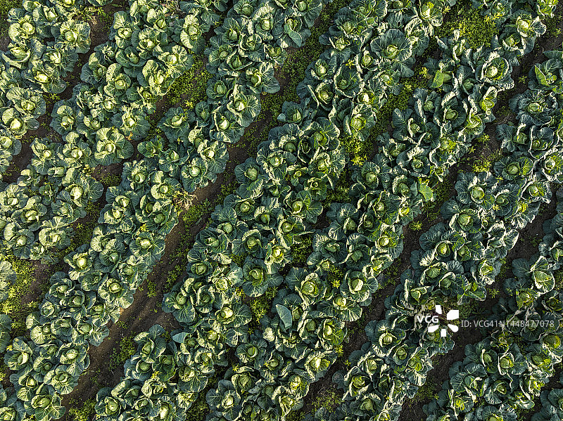 鸟瞰美丽的菜园，白菜作物植物生长和绿色图片素材