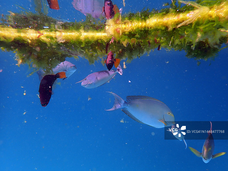 黄鳍刺尾鱼、单角鼻鱼和橘线扳机鲀图片素材