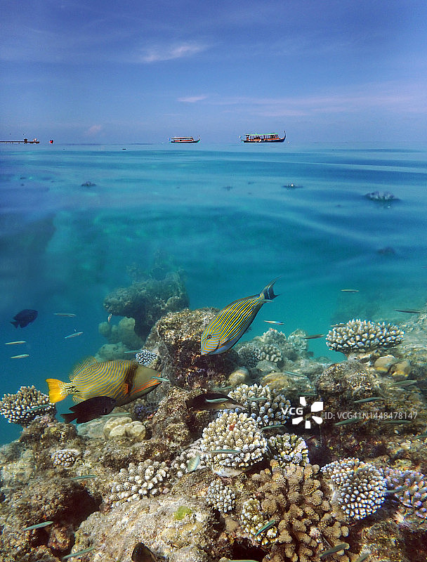 马尔代夫潟湖双层景观：多尼船与轴孔珊瑚，拉纳利岛，印度洋图片素材