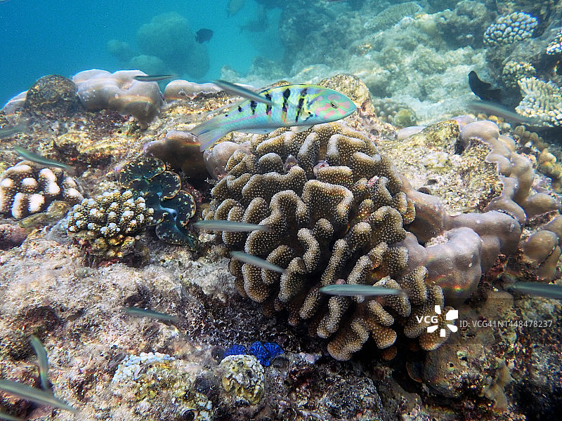 马尔代夫伦纳里岛泻湖中的六带隆头鱼图片素材