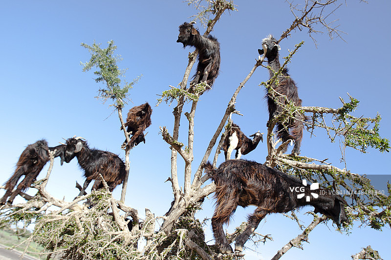 阿尔甘树上的山羊图片素材