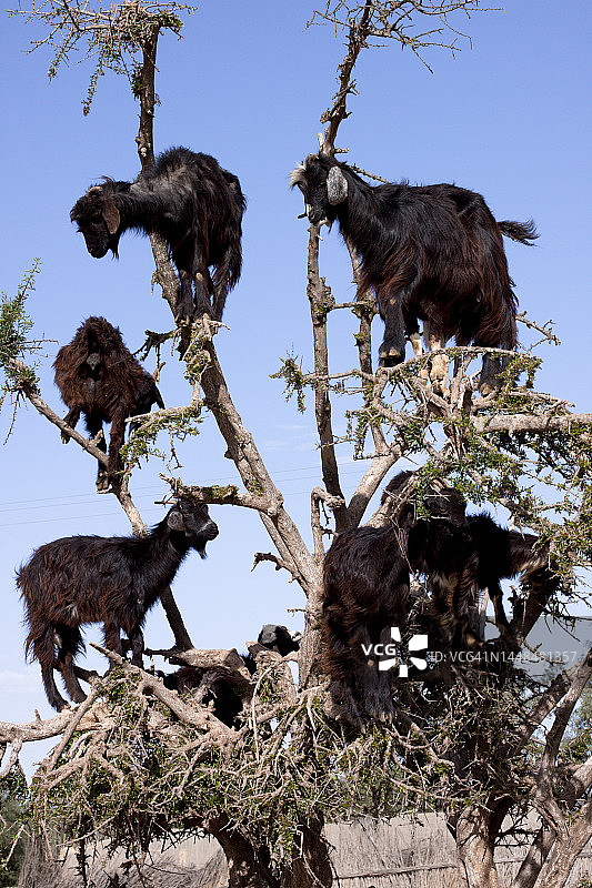 阿尔甘树上的山羊图片素材