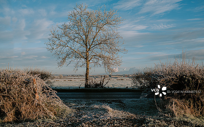 树枝光秃的树木和树篱缺口的风景图片图片素材