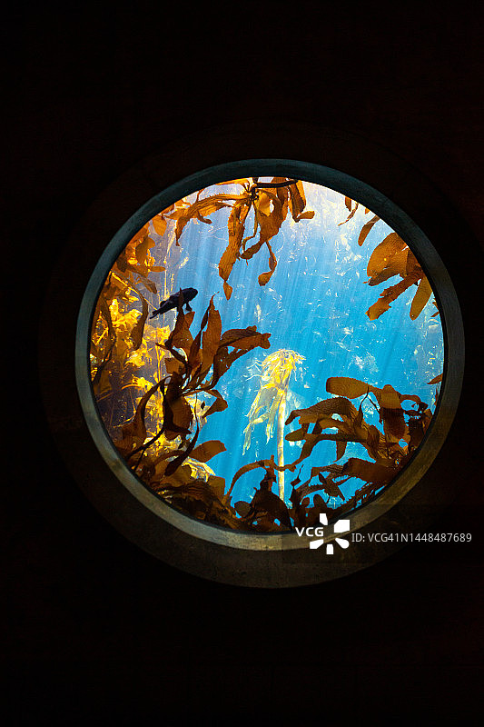 加州蒙特雷海湾水下巨藻森林图片素材