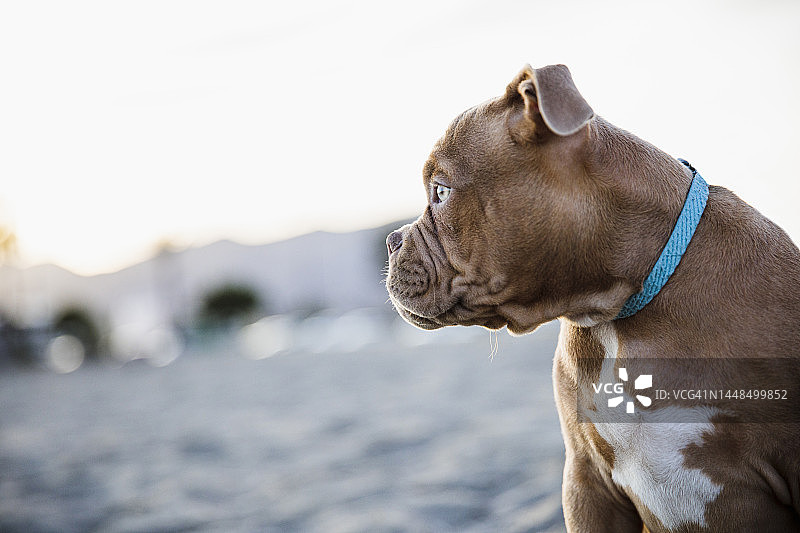 海滩上的波尔多犬幼犬肖像图片素材