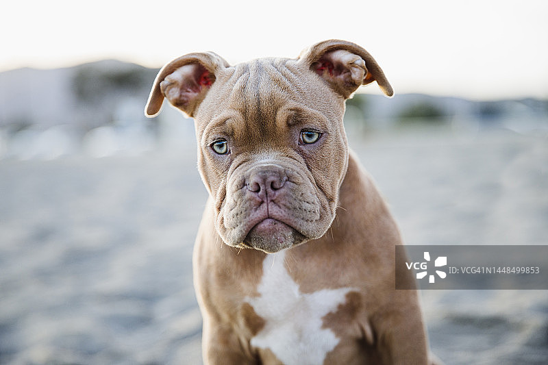 海滩上的波尔多犬幼犬肖像图片素材