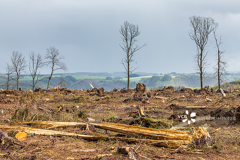森林景观特写图片素材