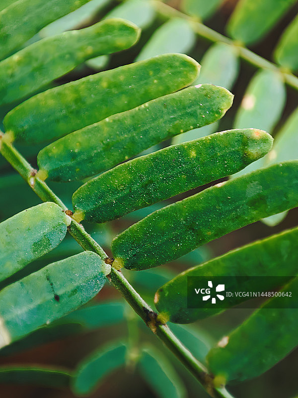 绿叶微距图片素材