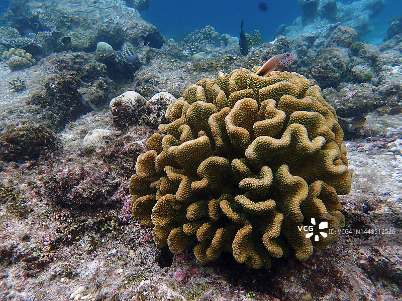 隐藏在疣状珊瑚中的福斯特鹰鱼图片素材