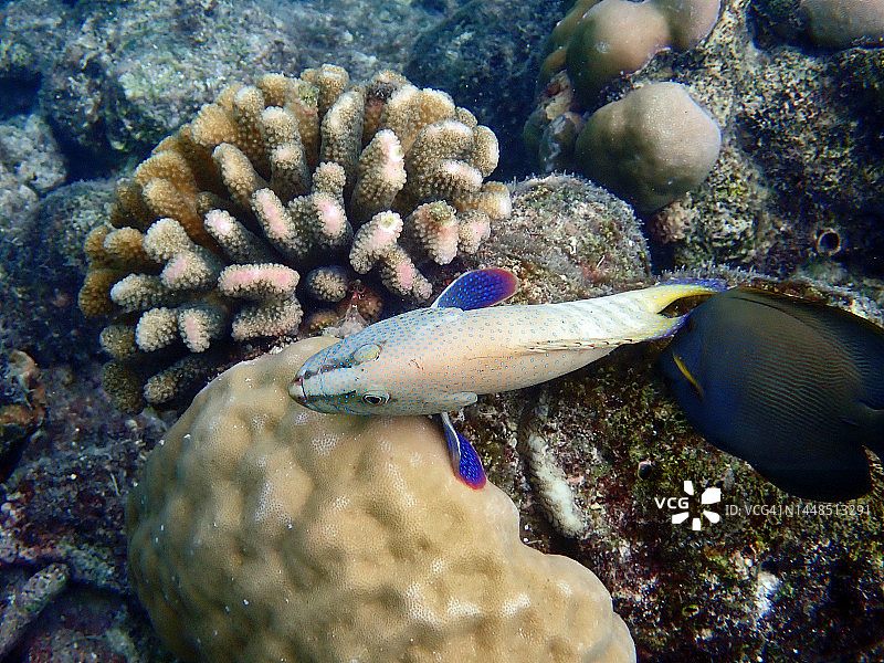 星点九棘鲈图片素材