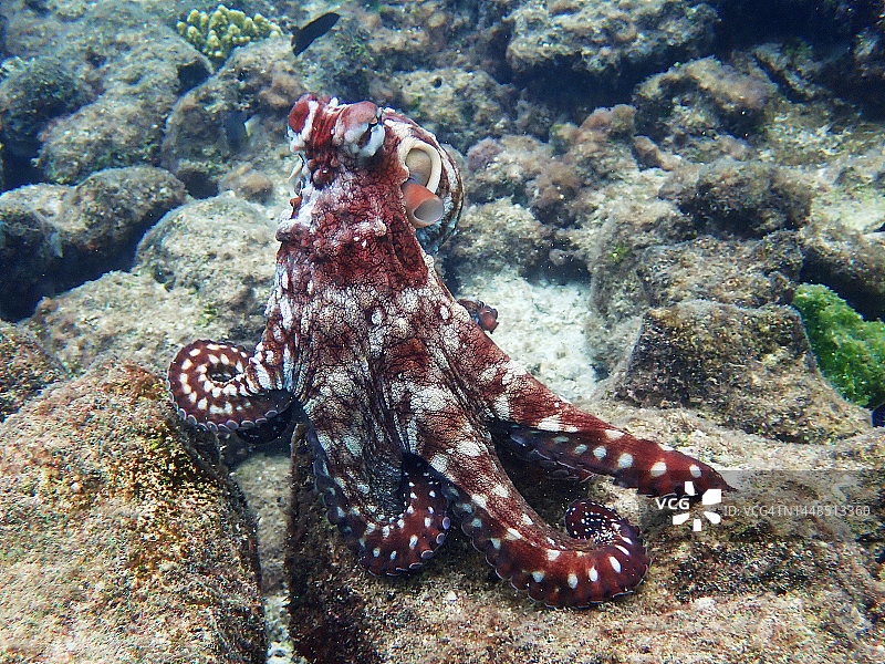 马尔代夫珊瑚礁上的普通章鱼图片素材