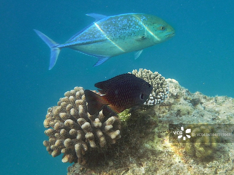 蓝色鲹鱼和鹿角珊瑚图片素材