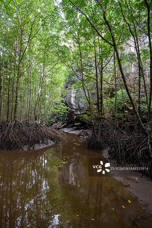 泰国董里府班南拉的红树林图片素材