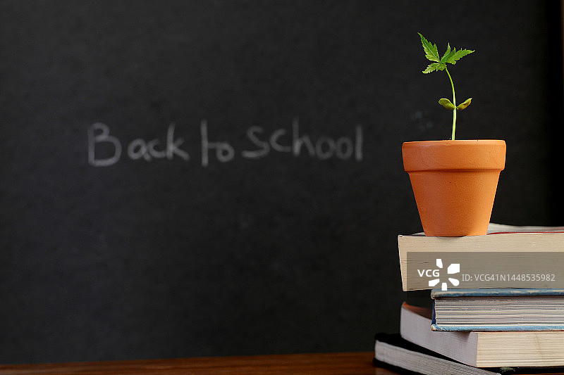 旧课本上的幼苗图片素材