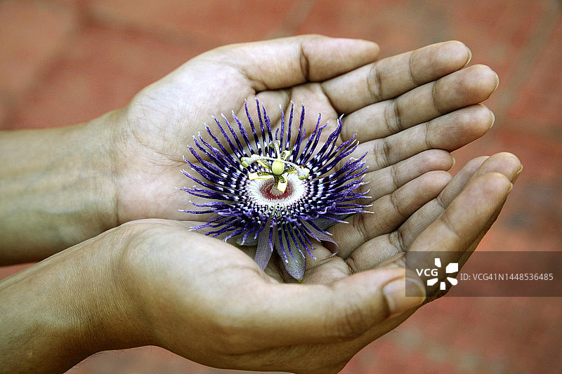 紫色西番莲特写图片素材