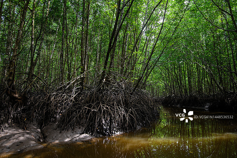 泰国董里府班南拉的红树林图片素材