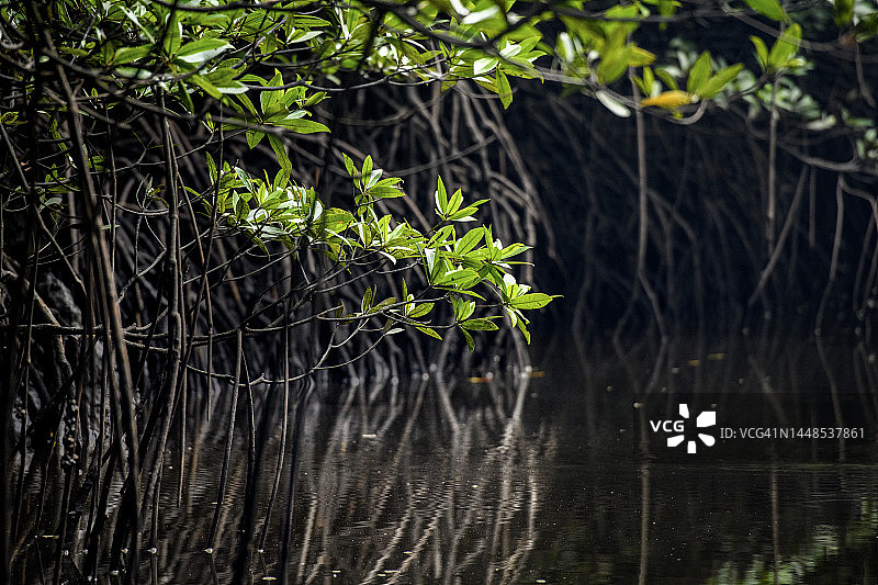 水面上下的红树林树根图片素材