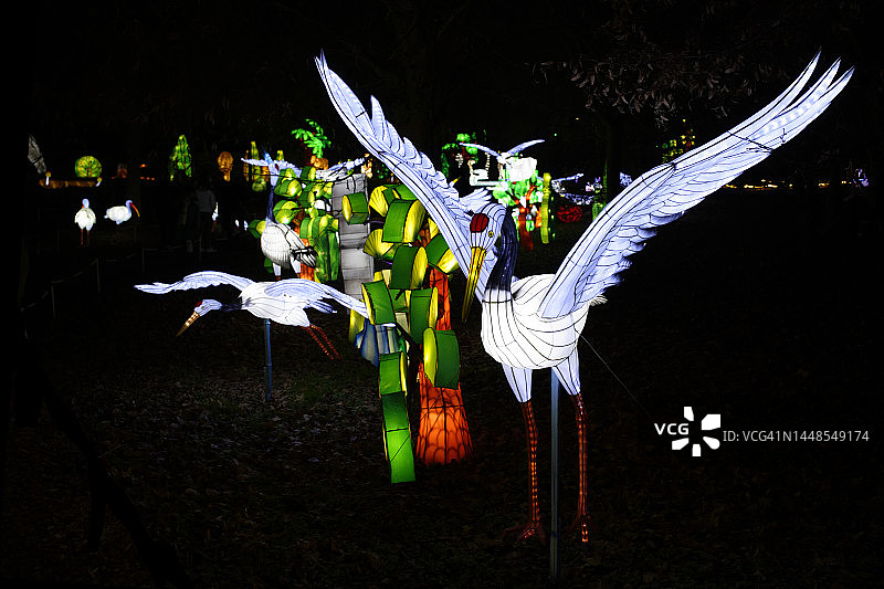 两只准备起飞的日本鹤图片素材