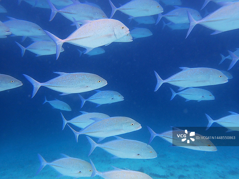 蓝鲹鱼群图片素材