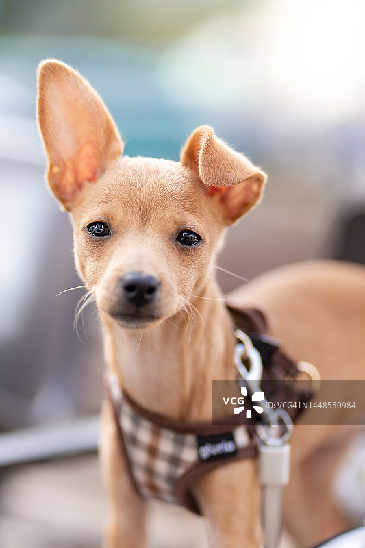 街头小狗肖像图片素材